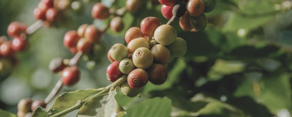 colombia-variedades-caracteristicas