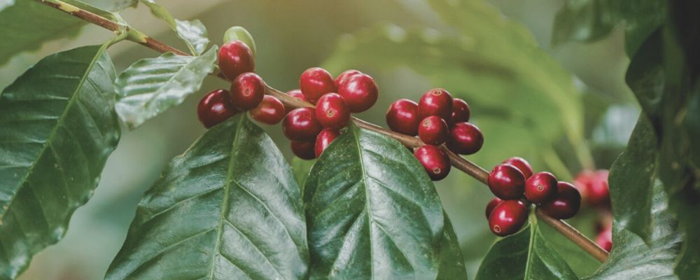 arabica-variedades-caracteristicas