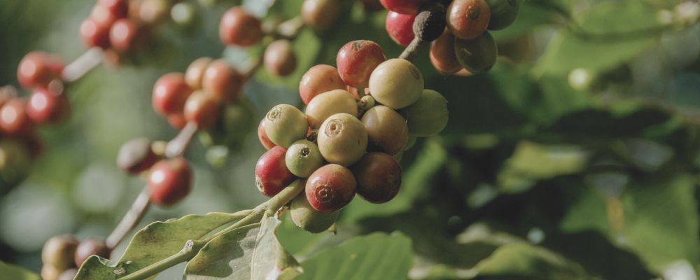 colombia-variedades-caracteristicas